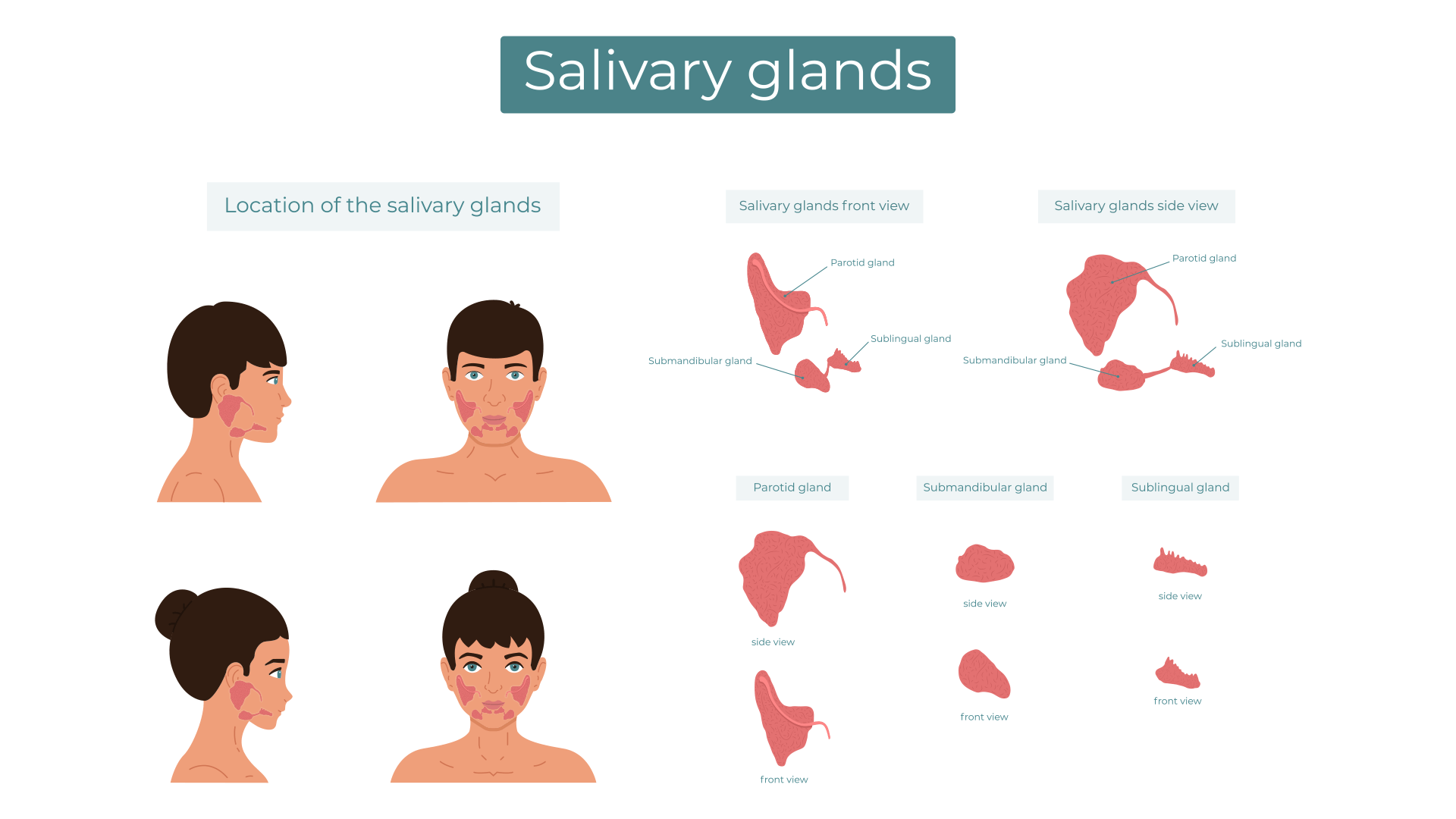 General Structure And Function Of The Salivary Glands