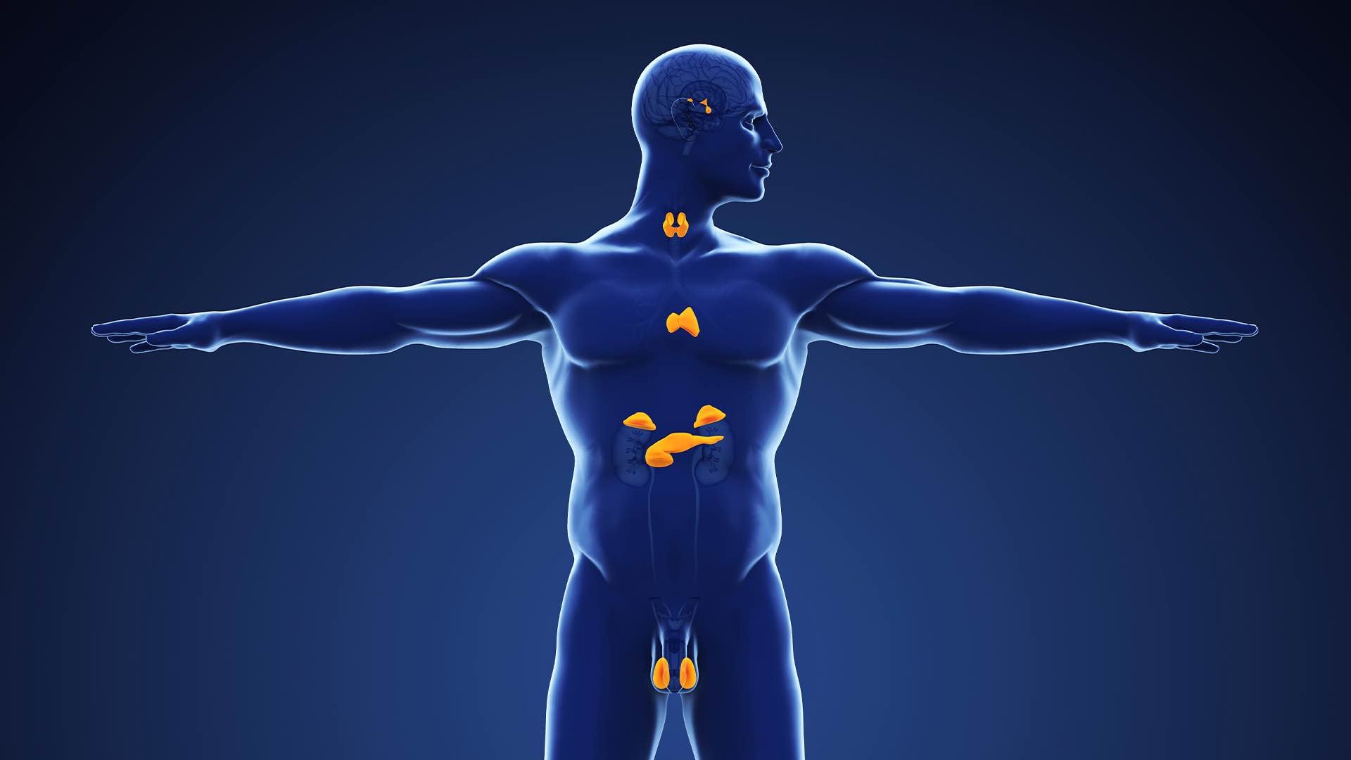 the endocrine system and testosterone