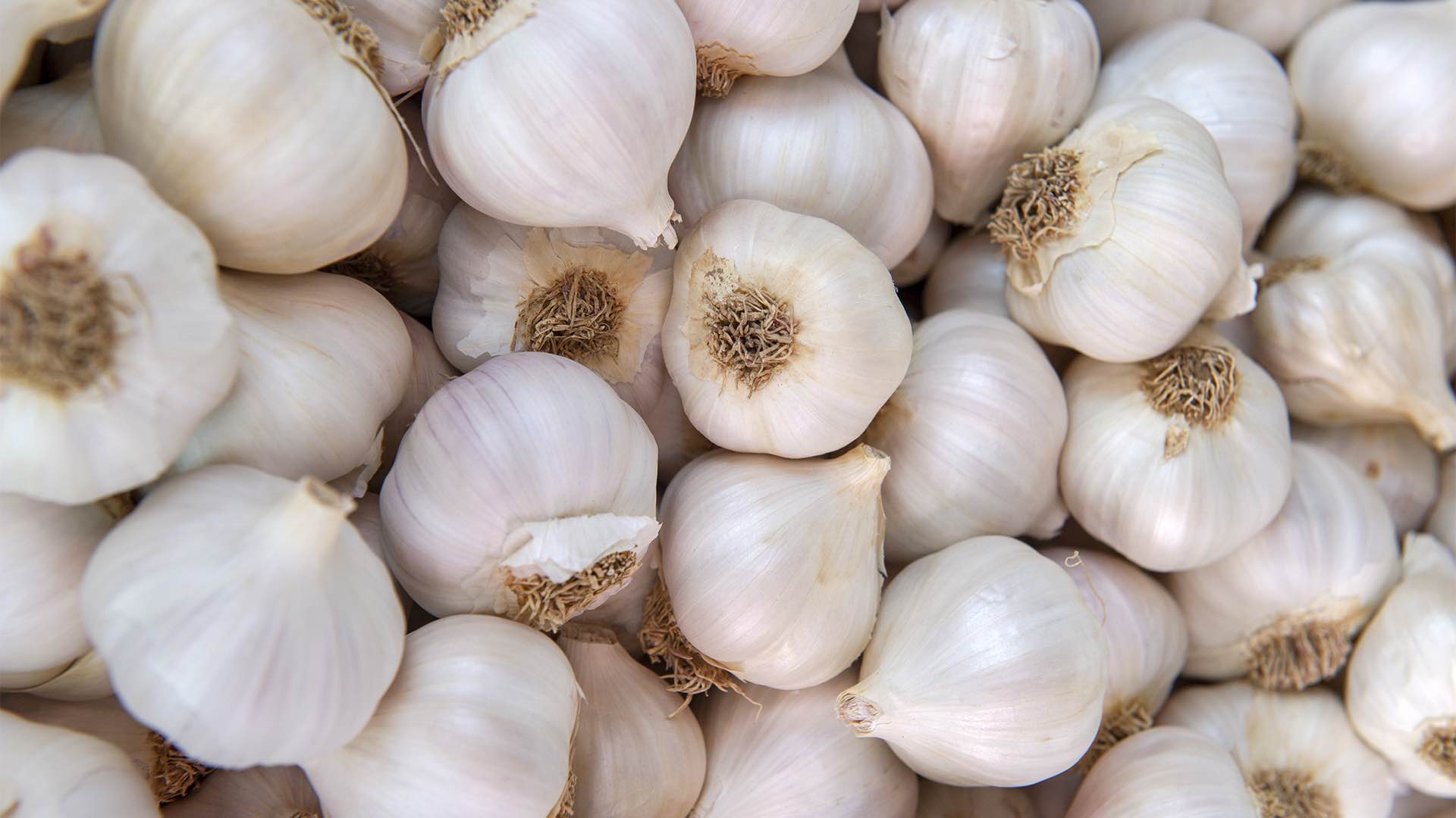 beneficial compounds in garlic