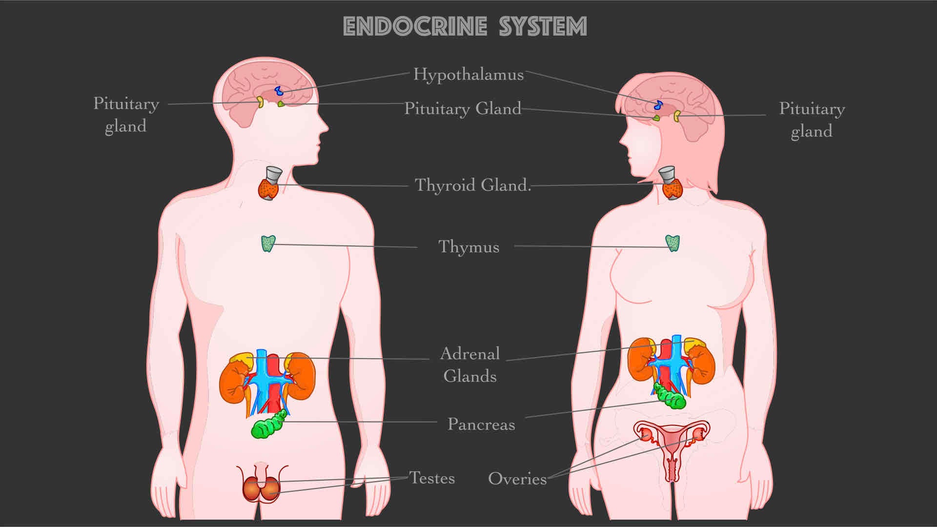 the endocrine system