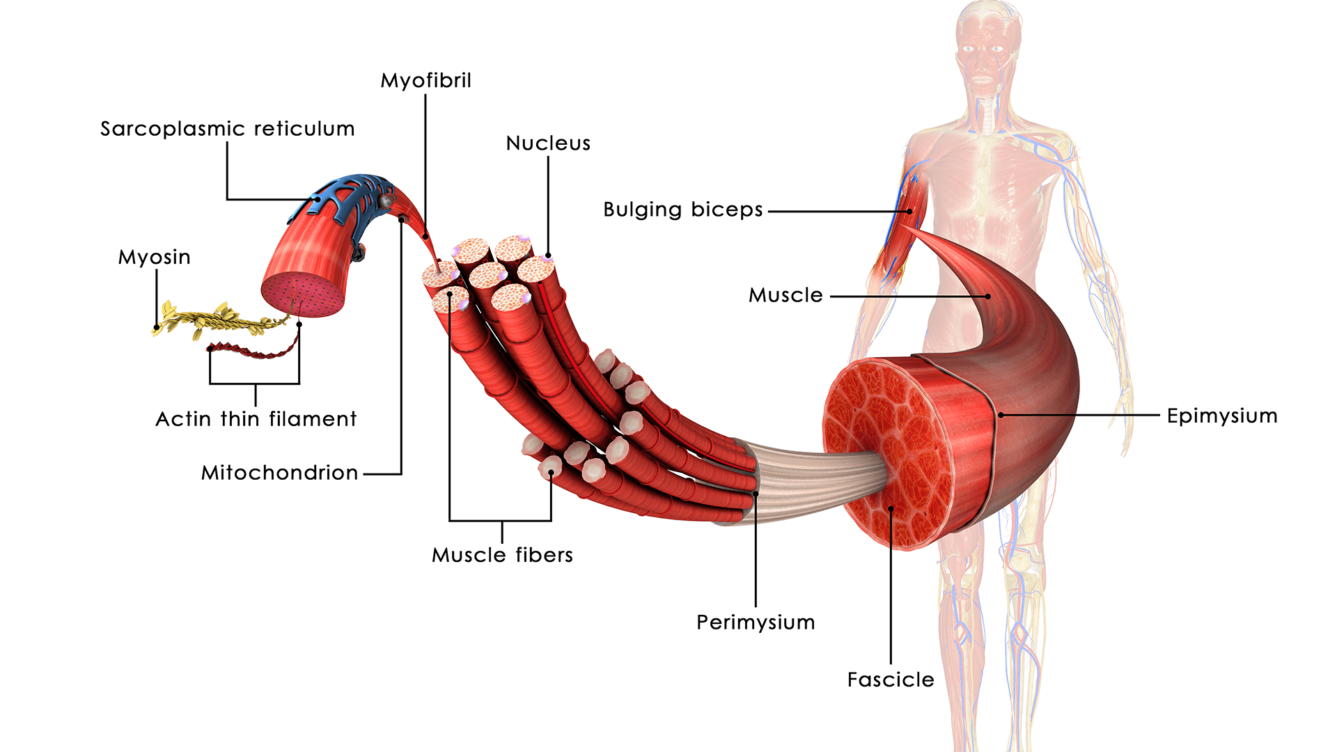 Muscle Physiology