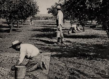 almond farmers