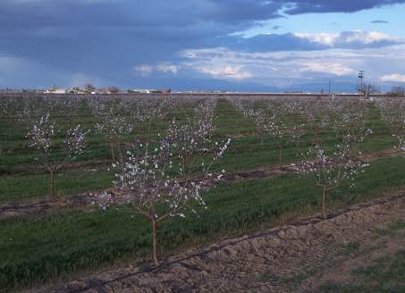 almond farm