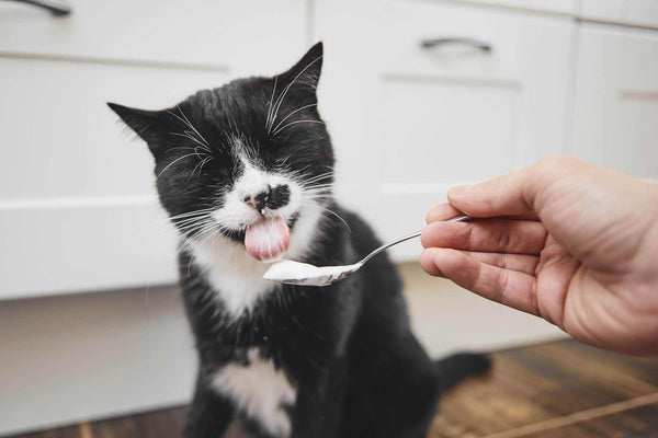 cat eating yogurt with lactobacillus reuteri