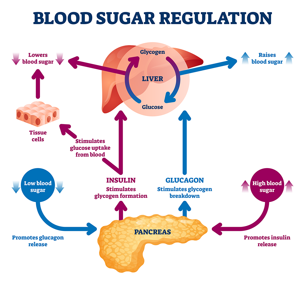How Blood Glucose Works