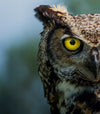 A close up of an owl with yellow eyes.