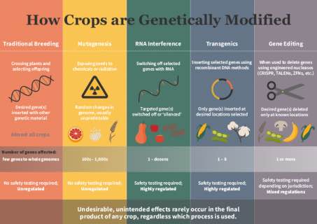 gmo crop graph