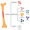 Medical illustration of the entire blood production process known as hematopoiesis