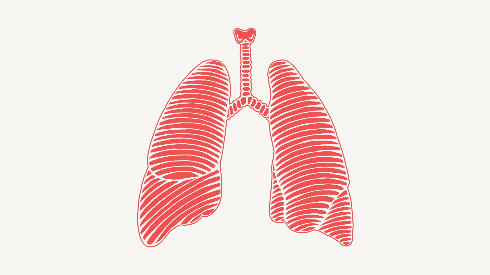 lungs