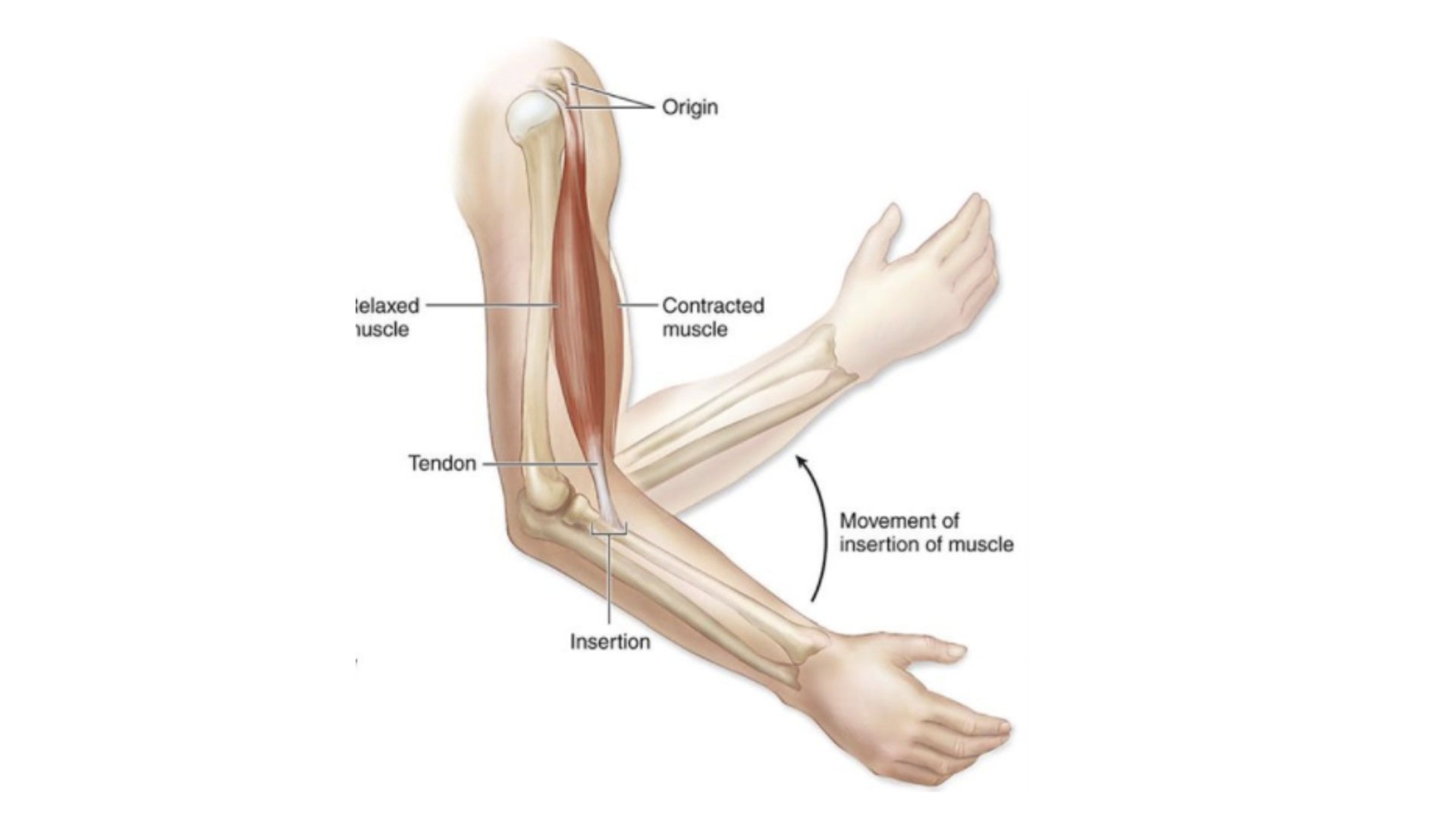 insertion and origin