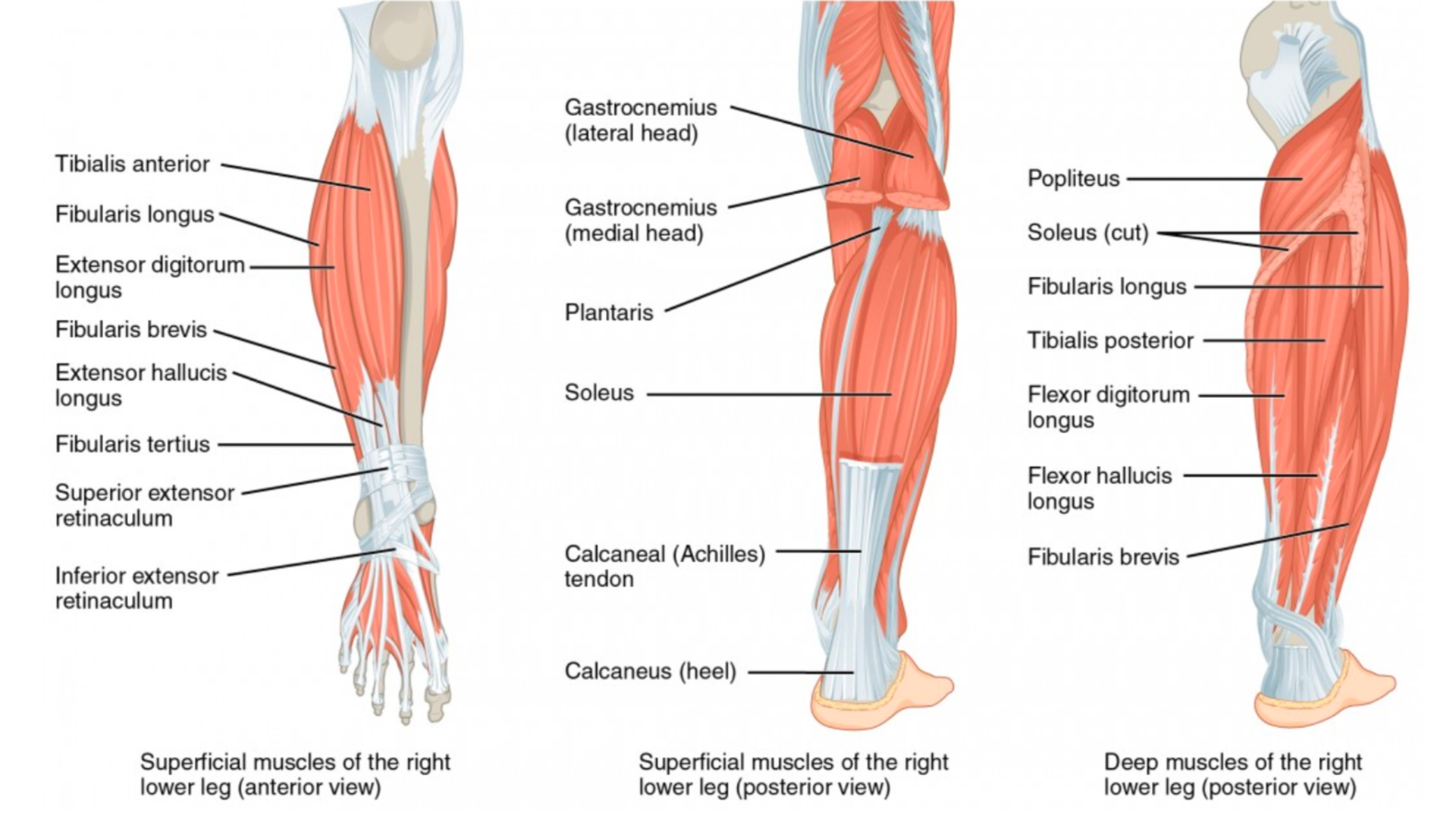 Muscles Of The Tibia & Fibula