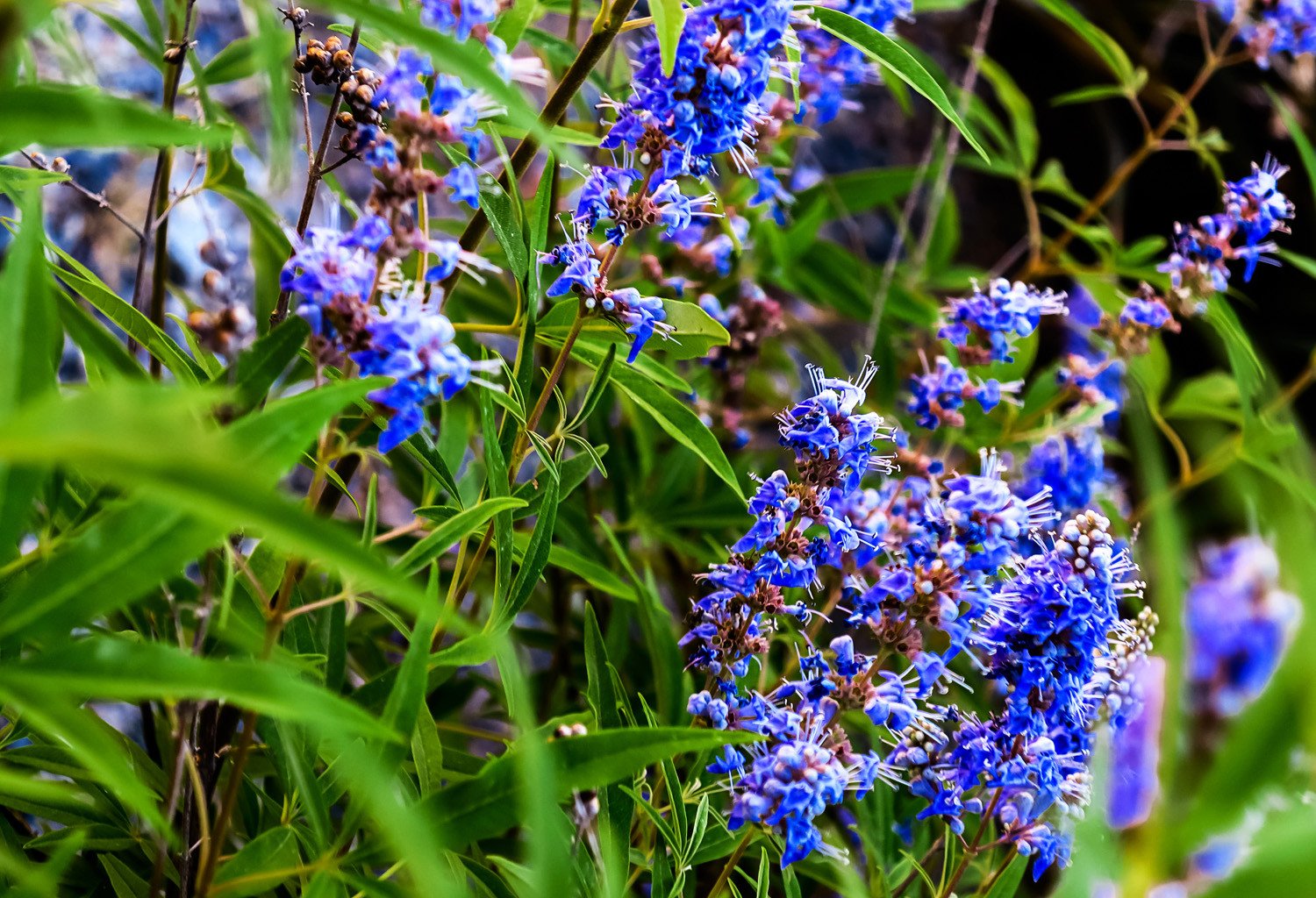 Chaste Tree Fruit / Chaste Tree Stock Photo - Download Image Now - iStock - This chaste tree belongs to the vitex group;