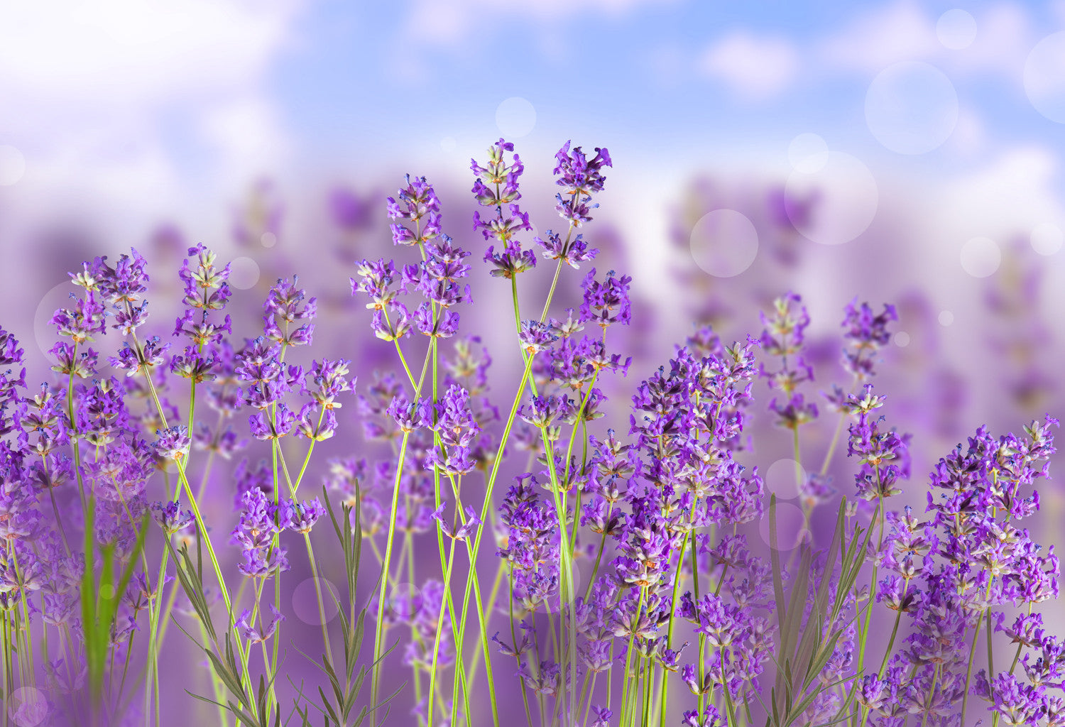 Lavender | Dried Lavender Flowers | Tinderbox