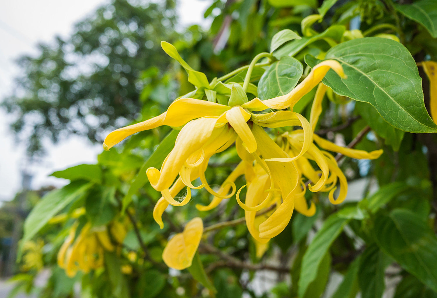 ylang