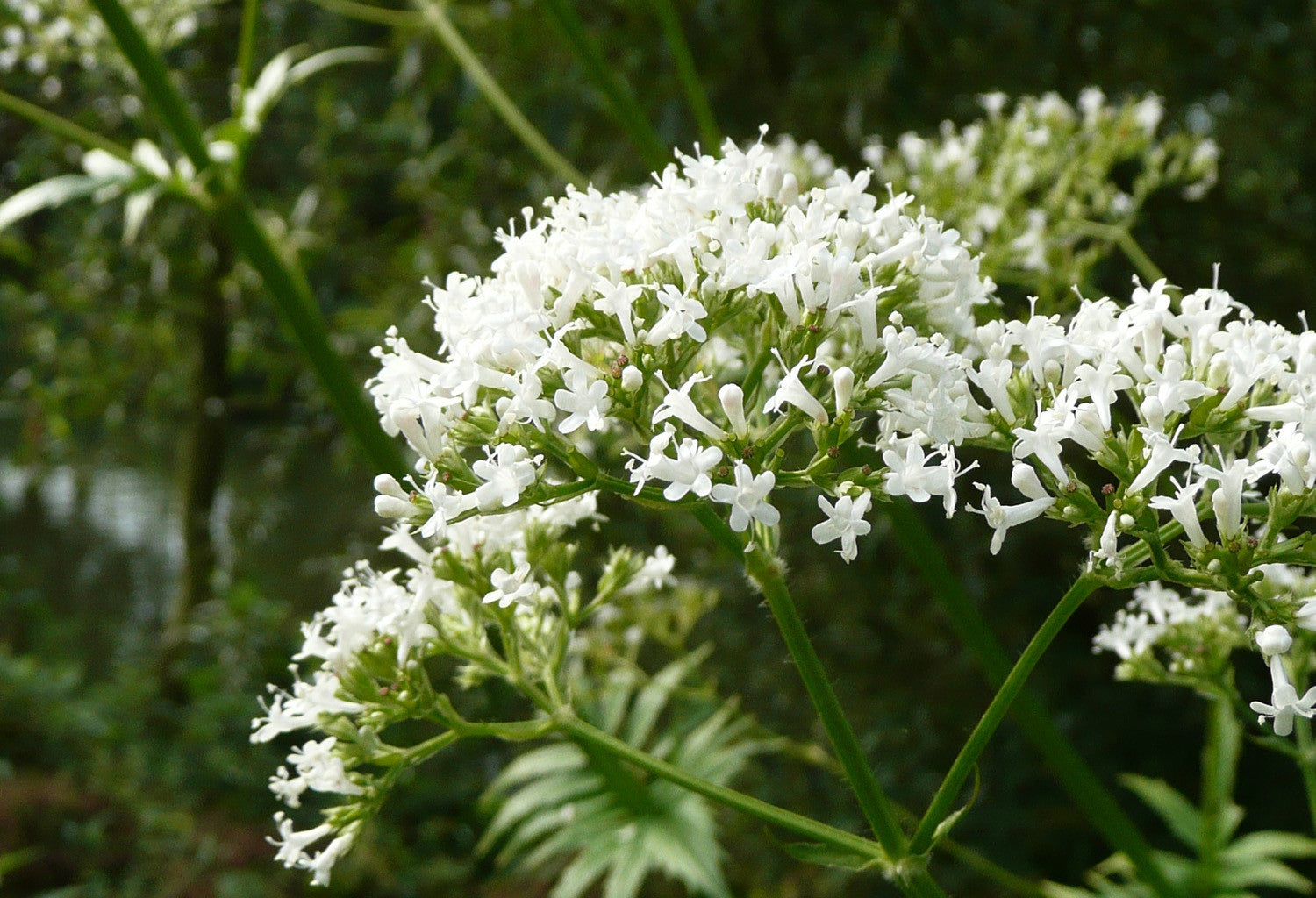 valerian-tea-dried-valerian-root-tinderbox