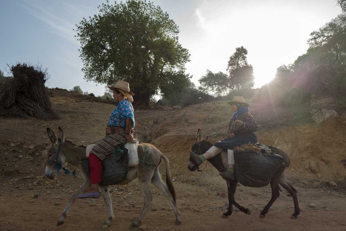 Donkey Guides From Fes, Morocco | Stories + Objects Global Travel Images