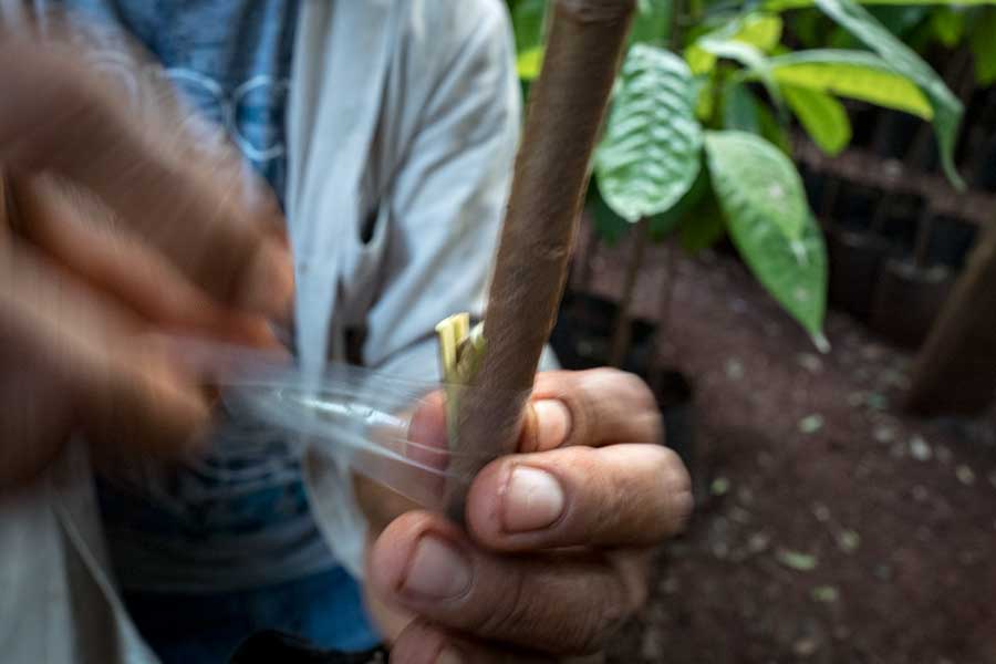 Mayan Cacao Plant Propagation | Stories + Objects Online Travel Magazine