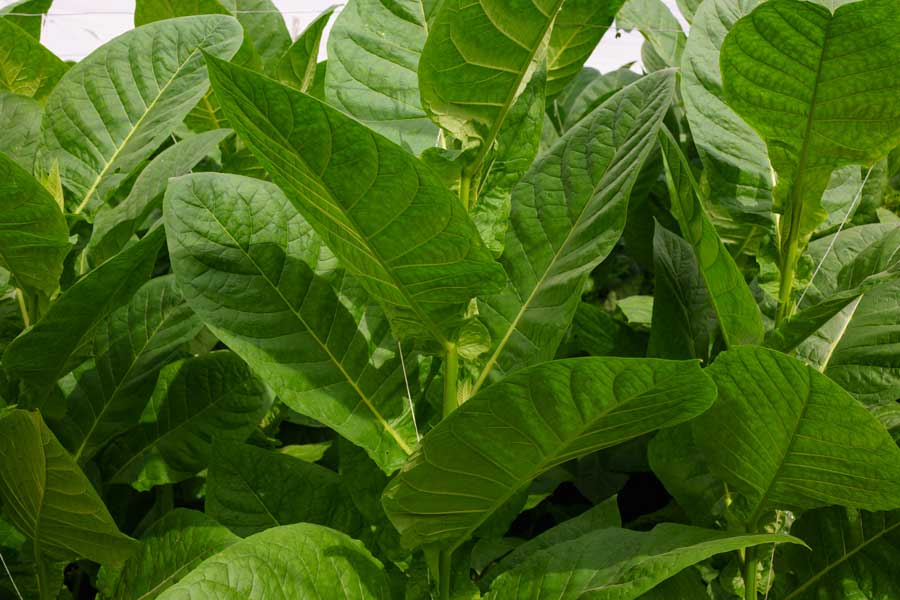 Green Bloom Tobacco Plant | Stories + Objects Travel Lifestyle Magazine