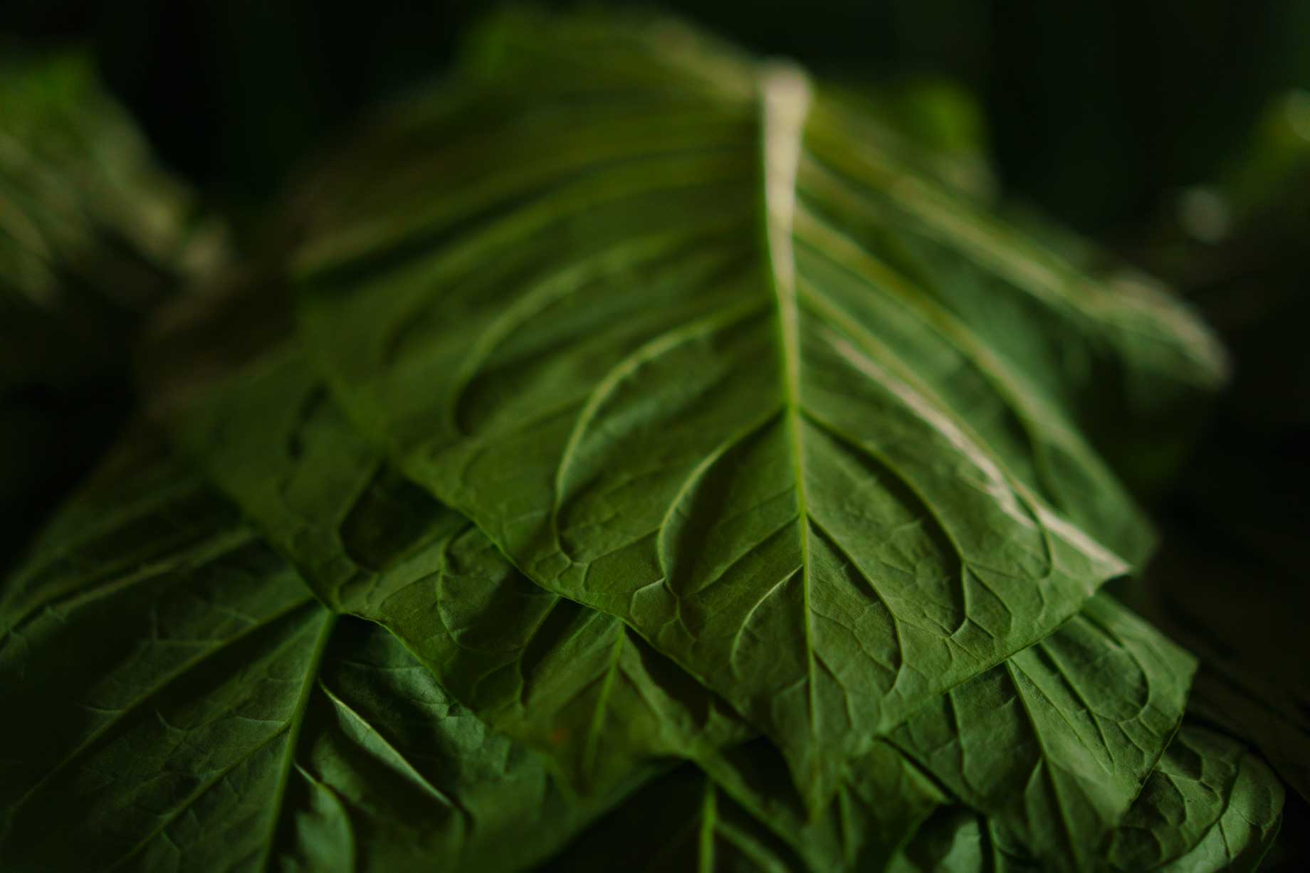 Oxen Plow On A Cuban Tobacco Farm | Stories + Objects Lifestyle Magazine Online