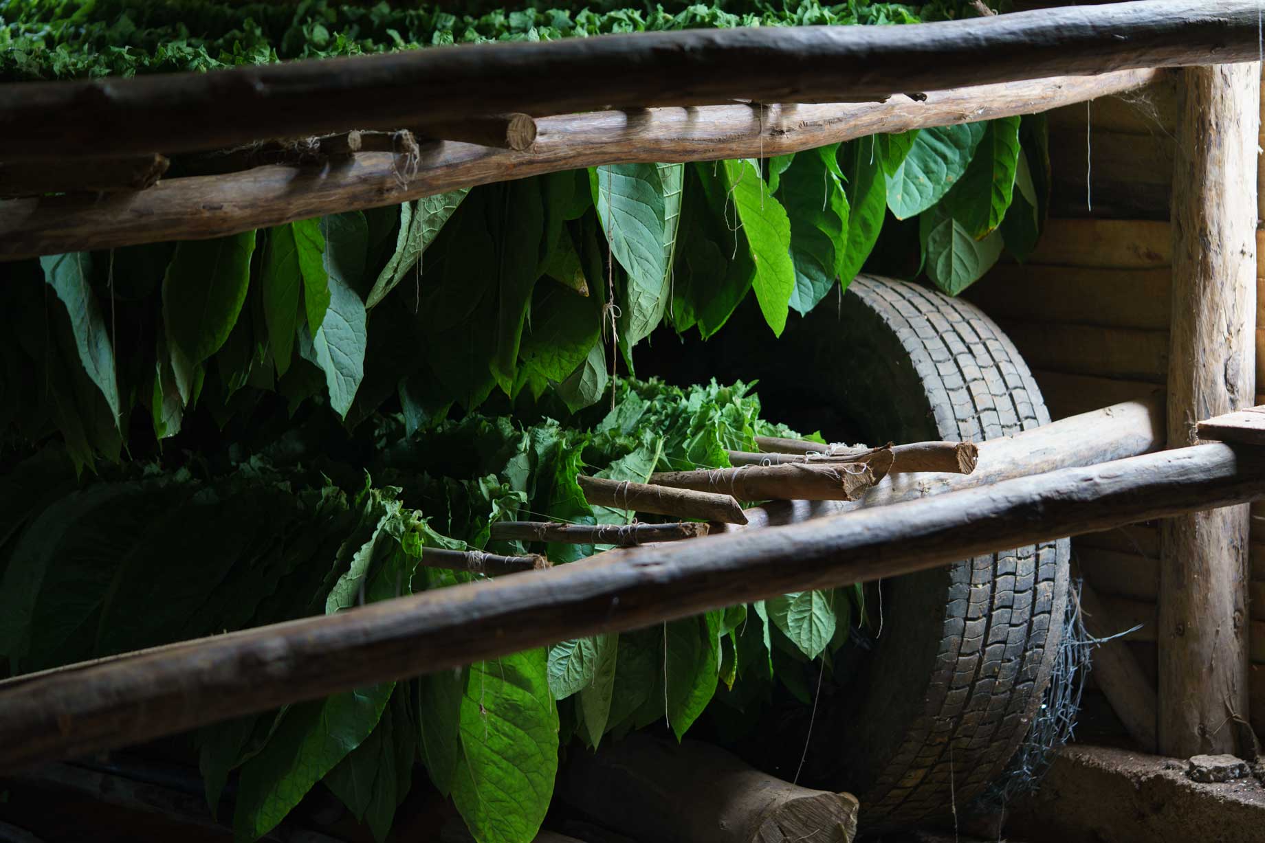 Green Tobacco Leaves Drying | Stories + Objects Luxury Lifestyle Magazine Online