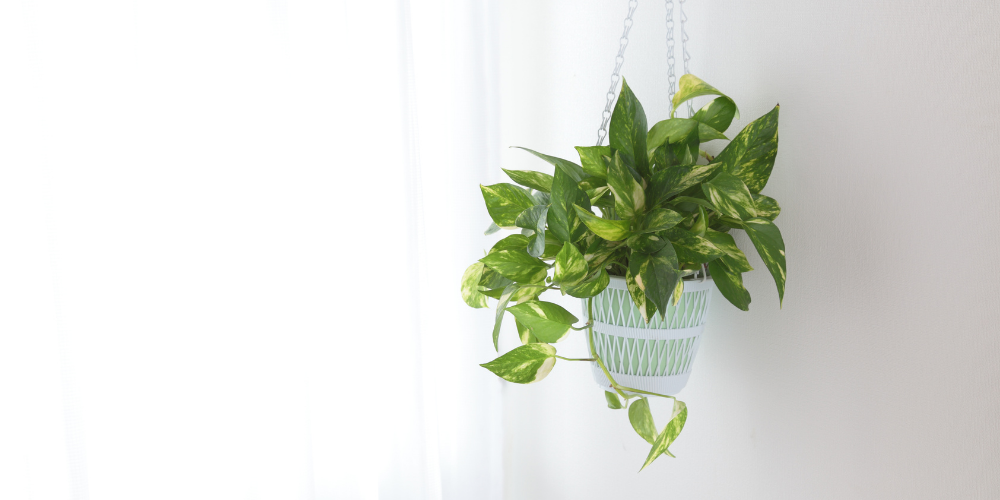 7 Houseplants for Low Light Spaces – Cosy House Collection