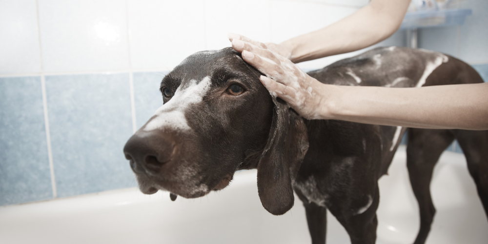 dog bath