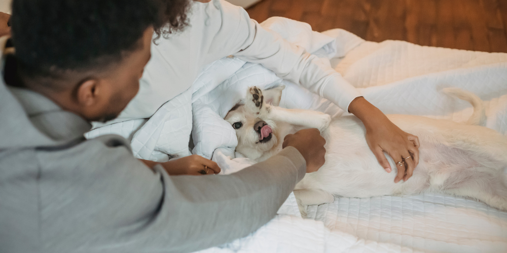 dog in hypoallergenic bedding