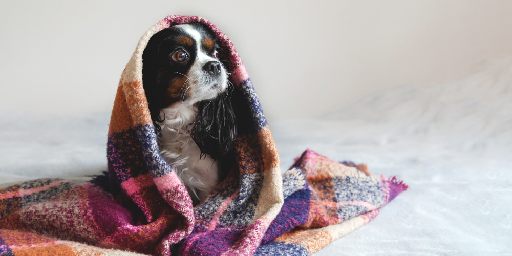 dog-under-blanket