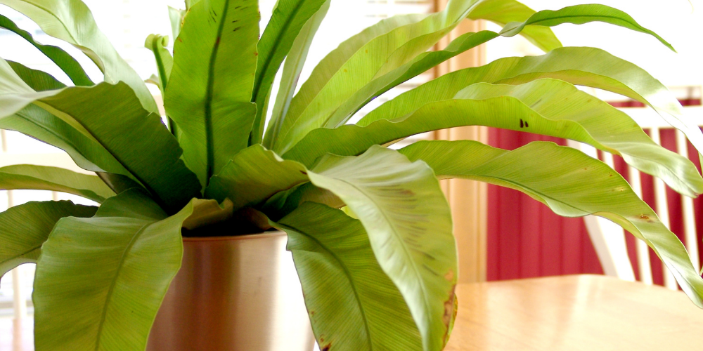 victoria fern house plant