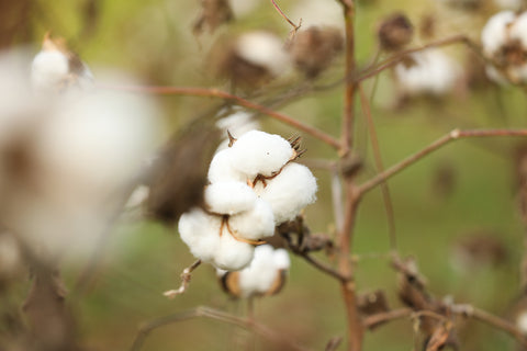 Organic cotton