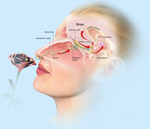 How Smell Engages our Olfactory and Limbic Systems