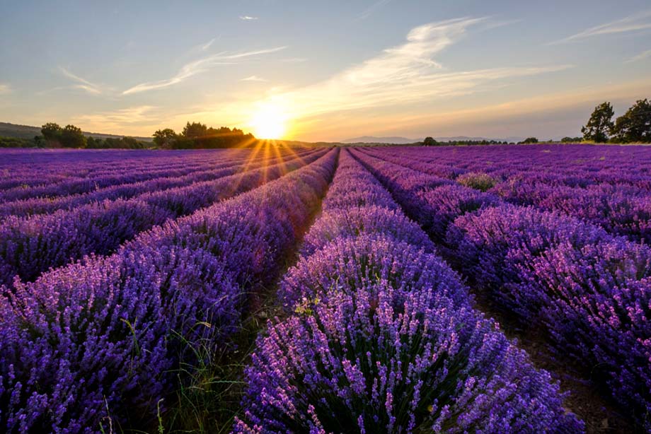 History of Essential Oils - Field of Lavender