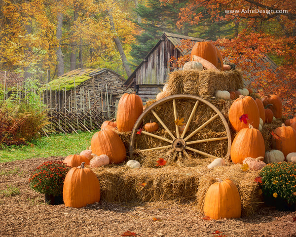 Ashe Design | 16x20 Digital Backdrop Set | Autumn Harvest – AsheDesign