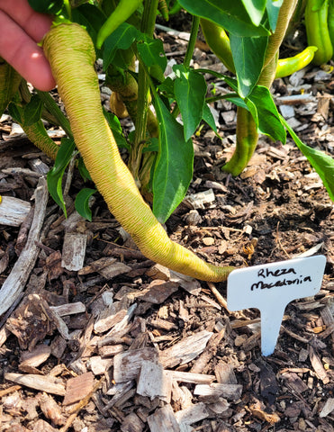 rheza macedonia pepper in garden