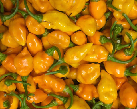 A Large Bucket of Orange-Yellow Datil Peppers