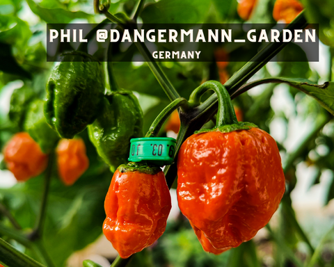 Set of Red Peppers Growing From A Bush