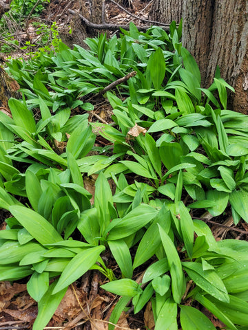 Ramp Plants Growing in Nature