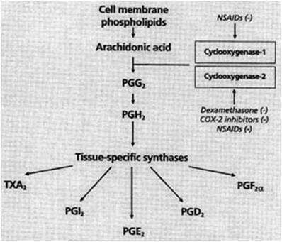 Inflamación para el crecimiento muscular Schematic_large