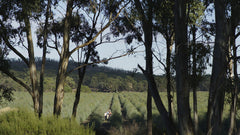 Eucalyptus Planataion