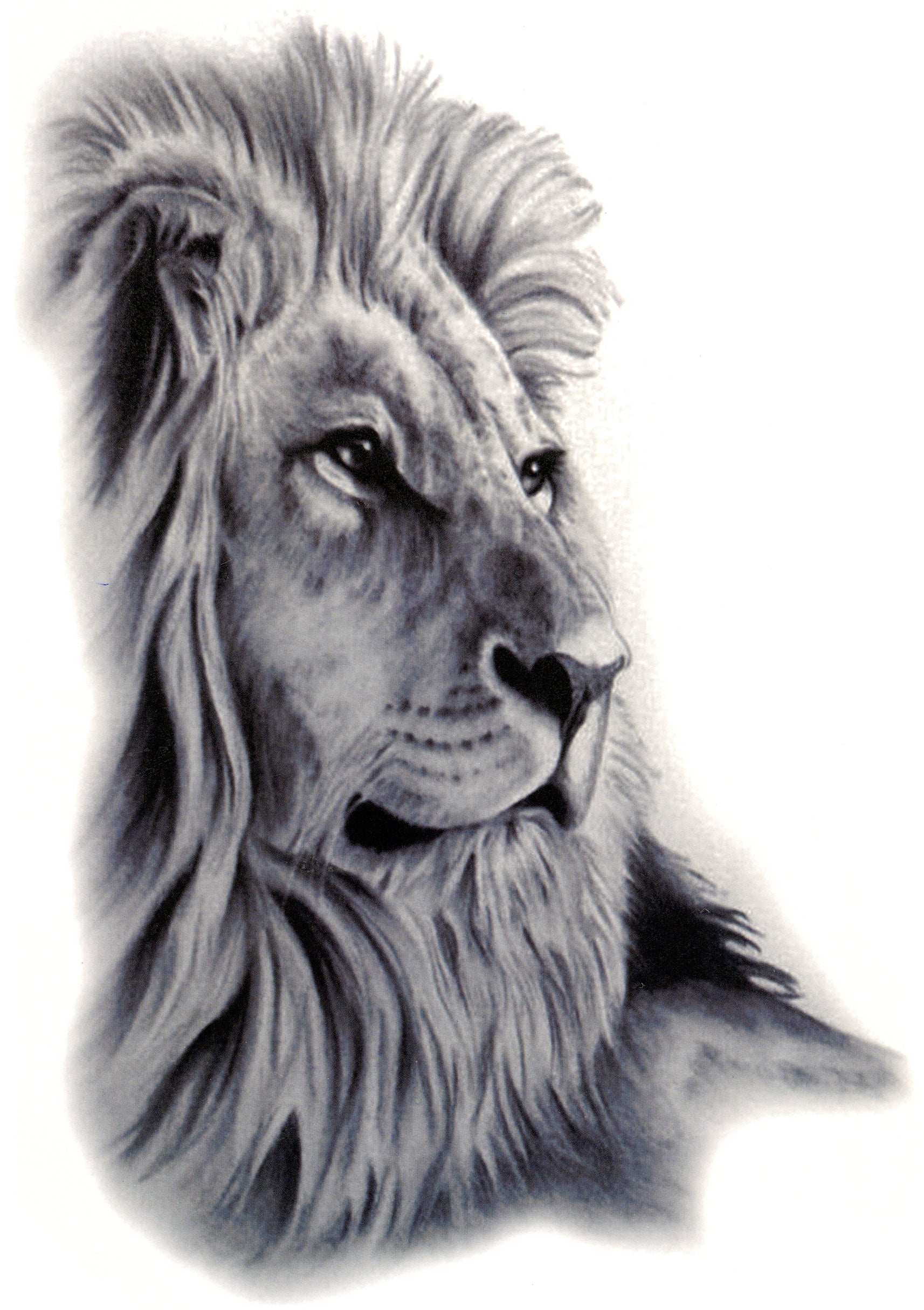 Нарисованный Лев в профиль