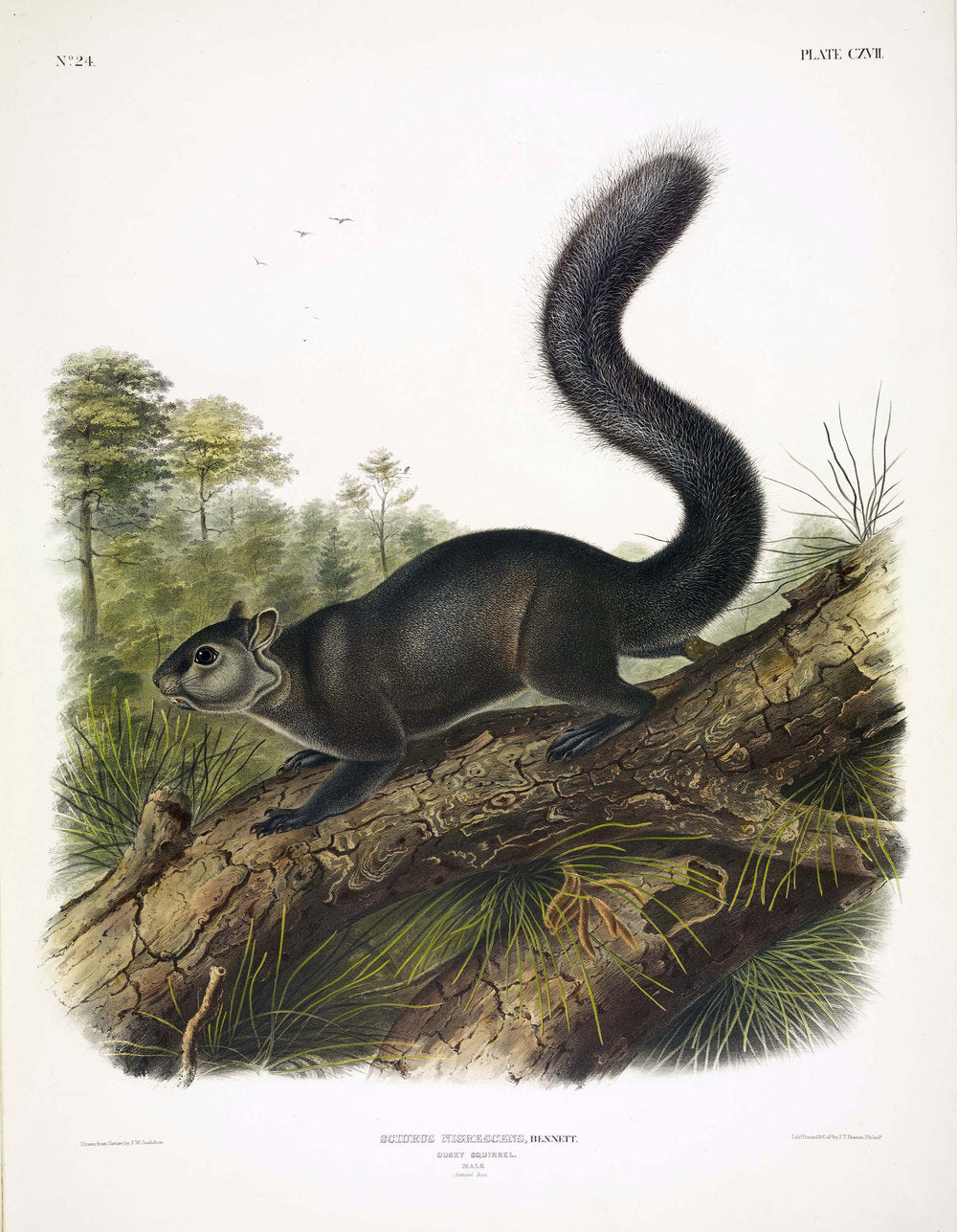 John James Audubon (1785-1851). Dusky Squirrel, Plate 117. The Viviparous Quadrupeds of North America.