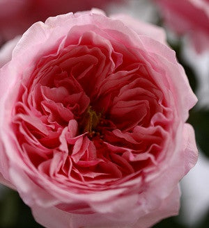 Taking Care Of The Roses For The Best Results Rosehip Bloom