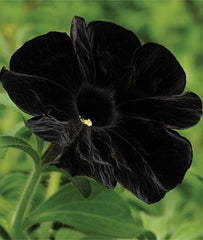 Black Cat Petunia