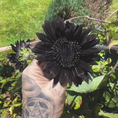 Black Sunflower image by Kat VonD