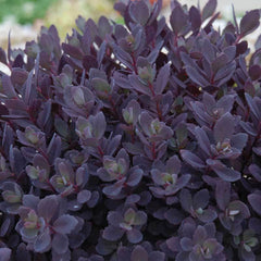 Purple Sedum