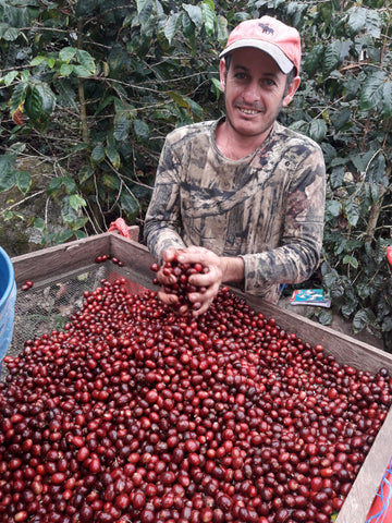 coffee farmer in nicaragua preparing to sort coffee cherries