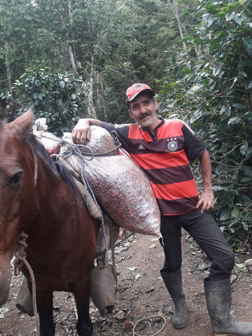 coffee farmer transporting coffee on a horse