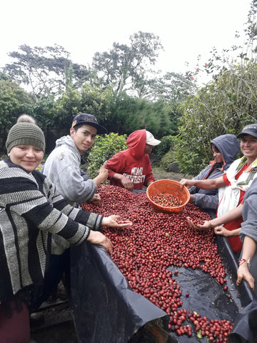 a family preparing coffee to dry in nicaragua