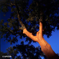 The Portuguese cork forest acts as a carbon sink