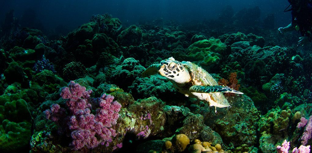 turtle swimming in ocean